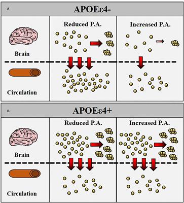 The Association Between Alzheimer's Disease-Related Markers and Physical Activity in Cognitively Normal Older Adults